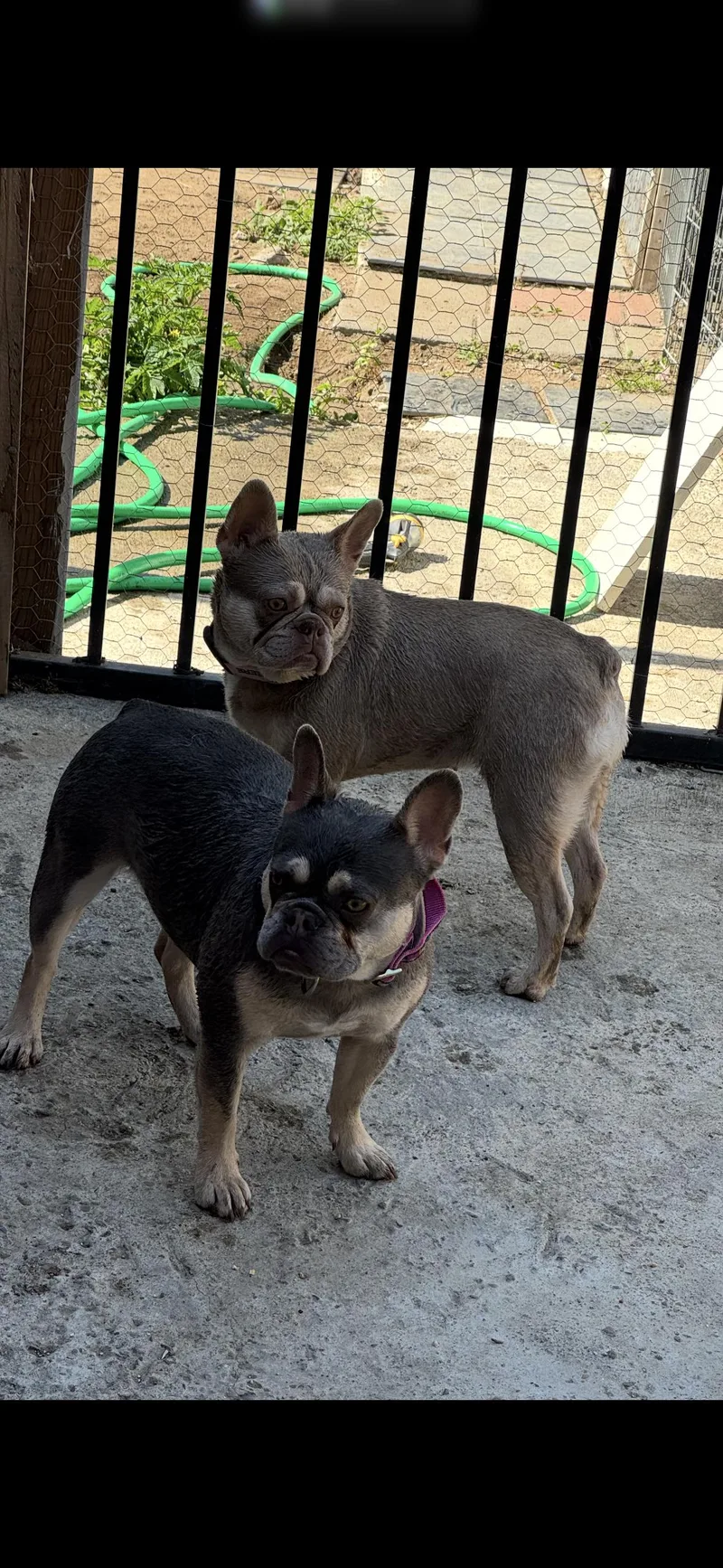 A young small-sized female Yellow / Tan / Blond / Fawn French Bulldog dog named Ziigwan And Miigwan for adoption in Hayward, CA