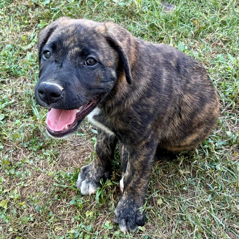 Sokka