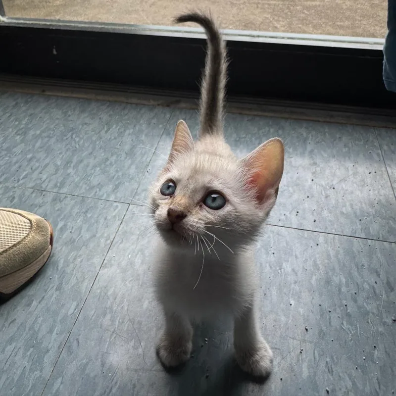 A baby small-sized female White Domestic Short Hair cat named Dandelion for adoption in Kyle, TX