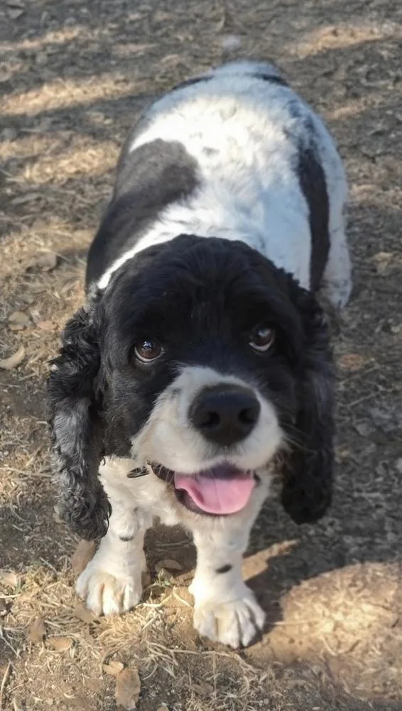 An adult medium-sized male Cocker Spaniel dog named Pepper for adoption in Jamestown, CA