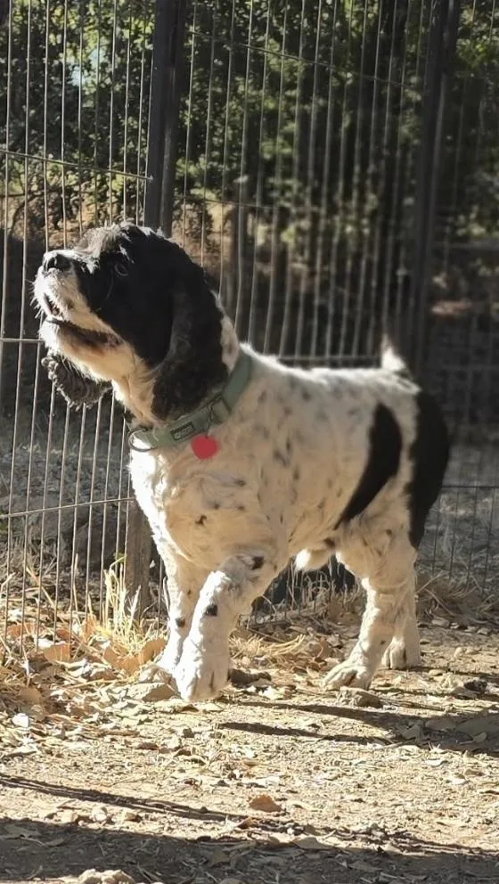 Pepper thumbnail 4