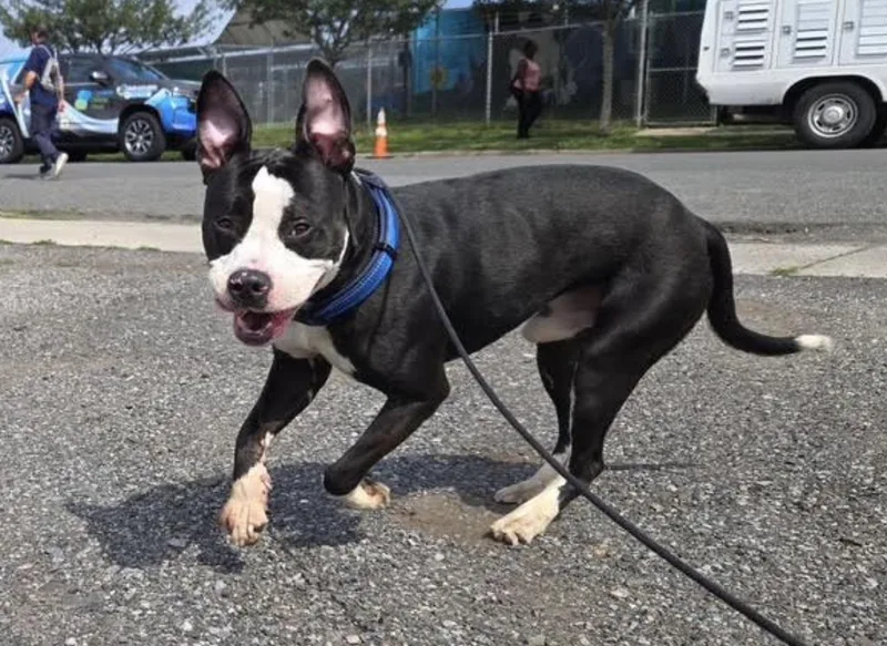A young medium-sized male White / Cream Pit Bull Terrier dog named Wemby for adoption in Tinton Falls, NJ