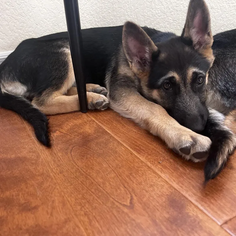A baby large-sized female Brown / Chocolate German Shepherd Dog dog named Porscha for adoption in San Diego, CA