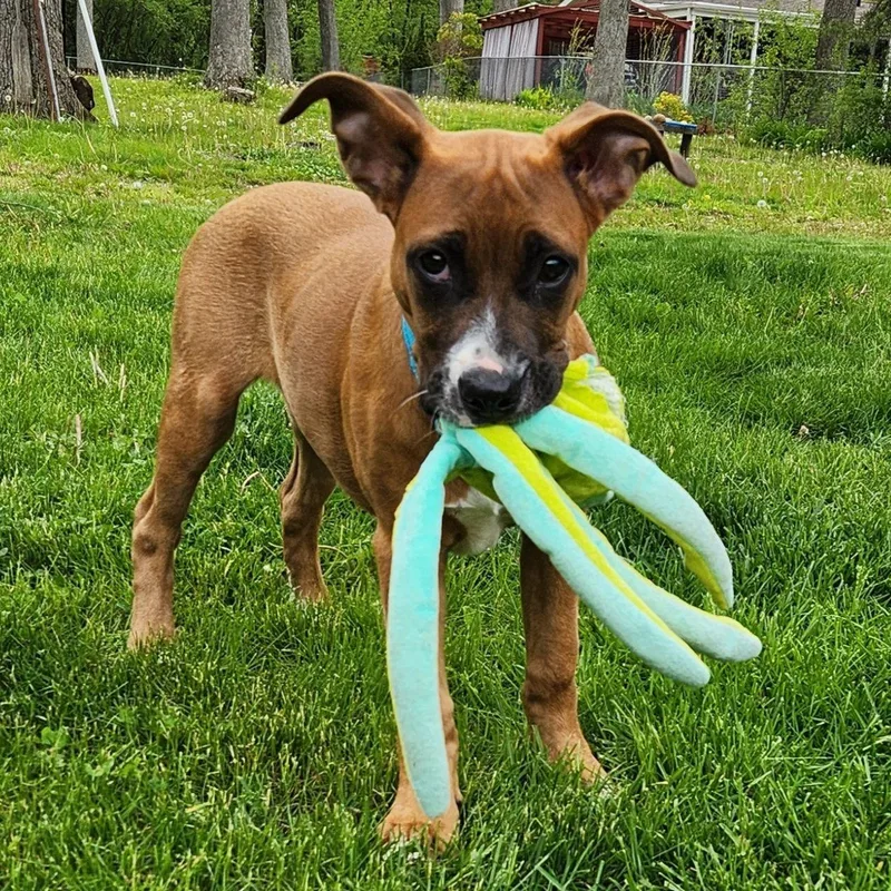 A young medium-sized female Pit Bull Terrier dog named Emberlee for adoption in Racine, WI