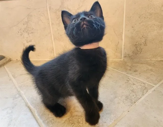 A baby small-sized male Domestic Short Hair cat named Fabian for adoption in Colorado Springs, CO