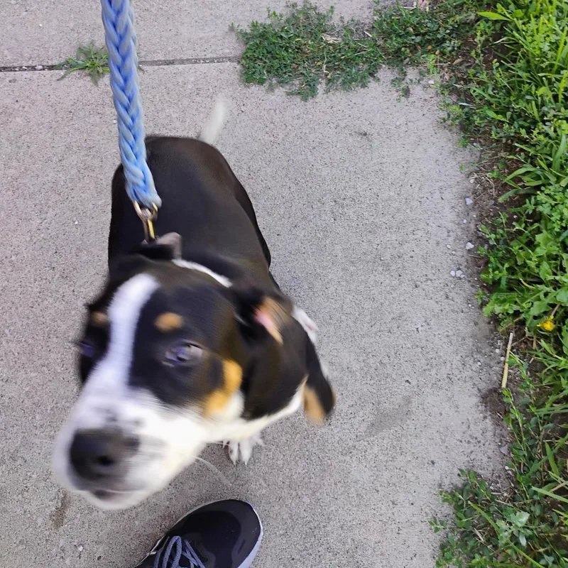 A baby medium-sized male Black Pit Bull Terrier dog named Bron Bron for adoption in East Saint Louis, IL
