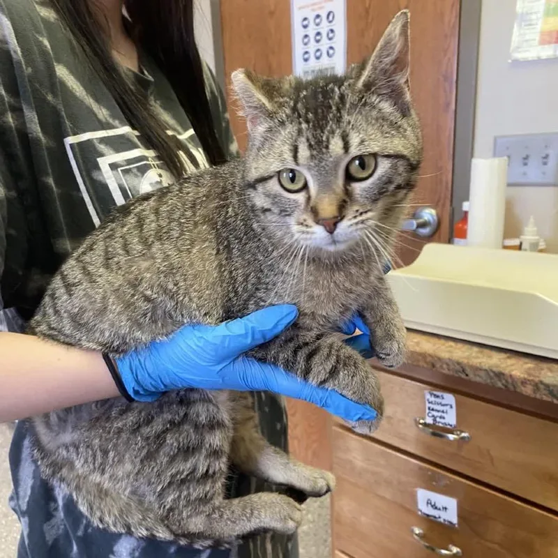 A young medium-sized female Brown / Chocolate Domestic Short Hair cat named Cinnamon for adoption in Norfolk, NE