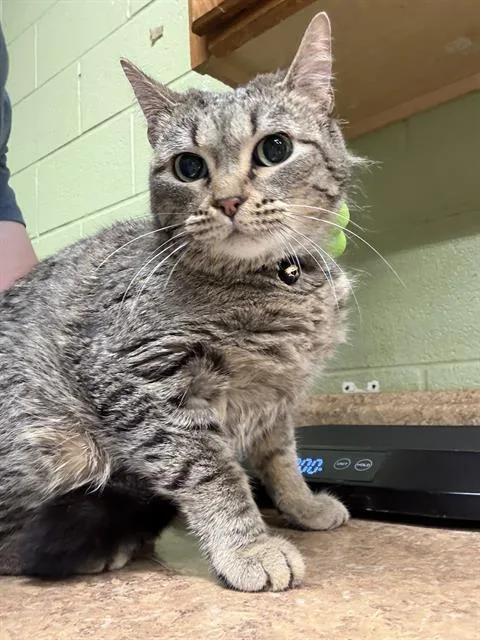 An adult small-sized female Domestic Short Hair cat named Margo Marie for adoption in Indianapolis, IN