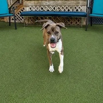 A young medium-sized male Mixed Breed dog named Pickle for adoption in New Bedford, MA