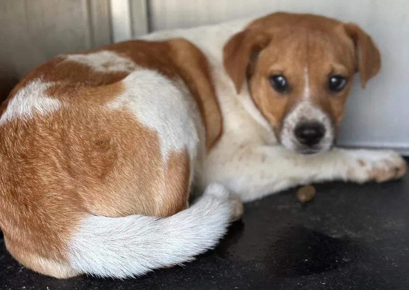 A baby small-sized male Mixed Breed dog named Stevie for adoption in Rome, GA