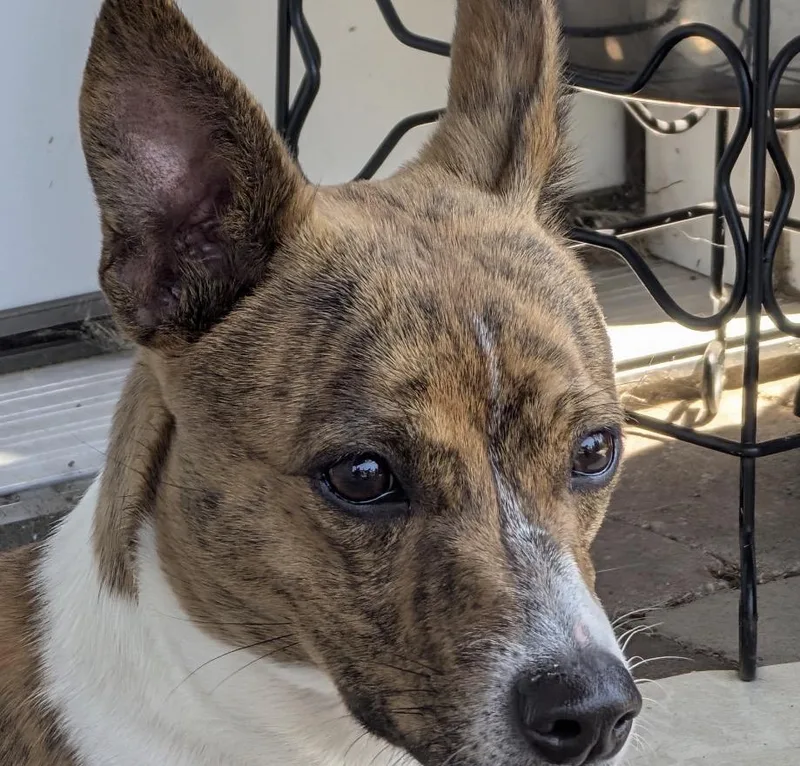 A young medium-sized female White / Cream Mixed Breed dog named Roxie for adoption in Maineville, OH