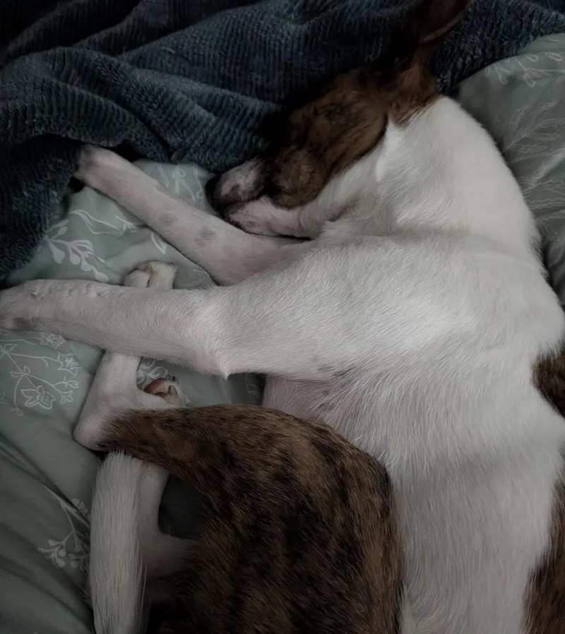 Roxie thumbnail 3