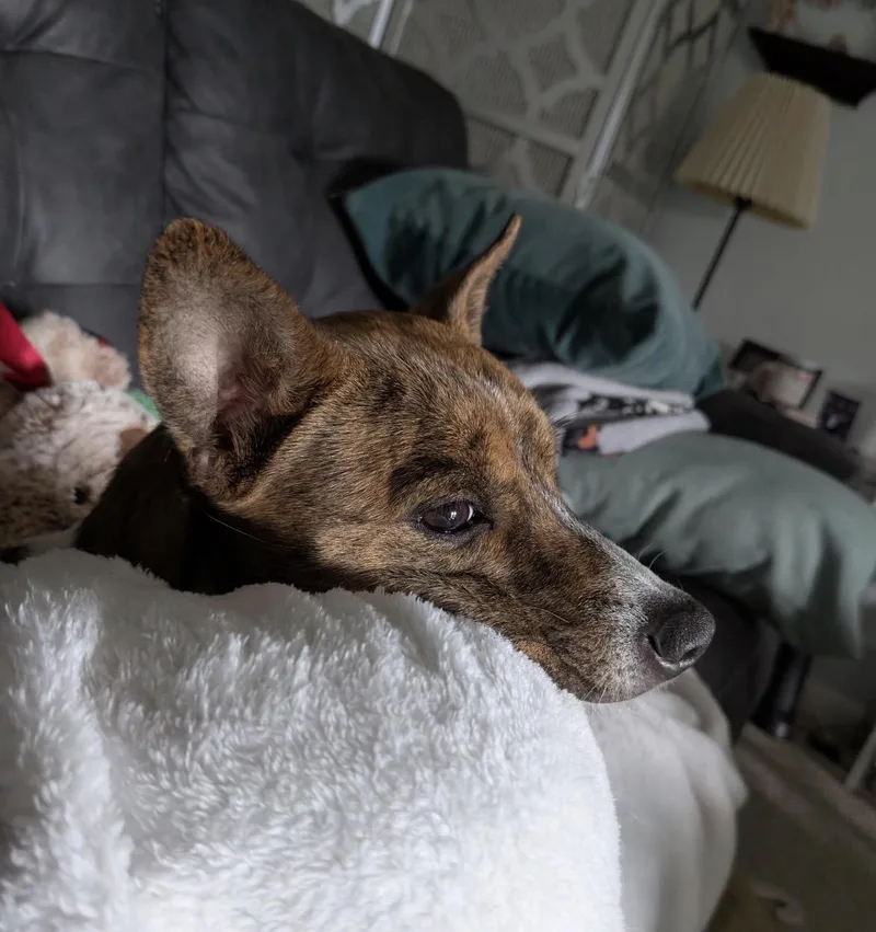 Roxie thumbnail 4