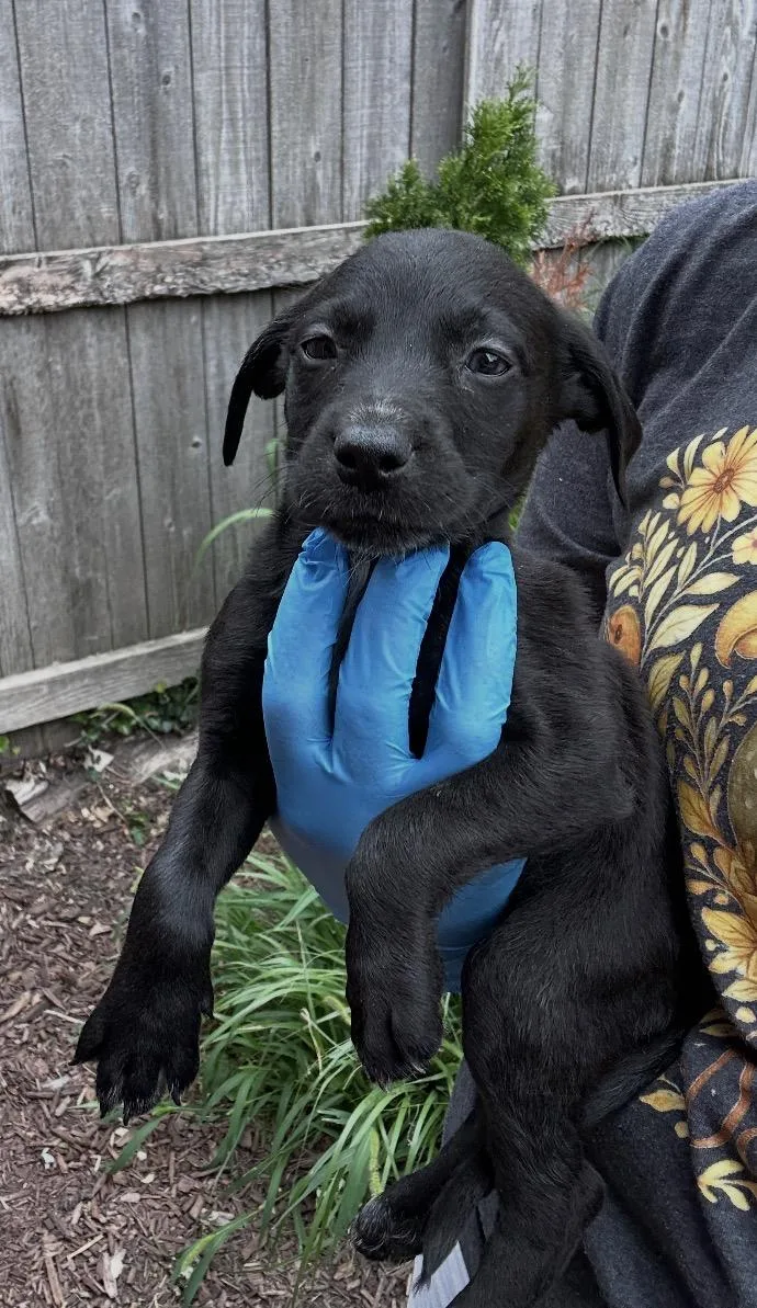 A baby medium-sized male Black Labrador Retriever dog named Wilson for adoption in Wonder Lake, IL