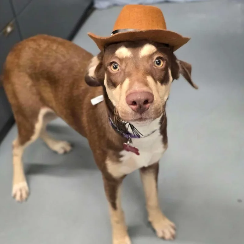 A young medium-sized male Labrador Retriever dog named Twix for adoption in Tacoma, WA