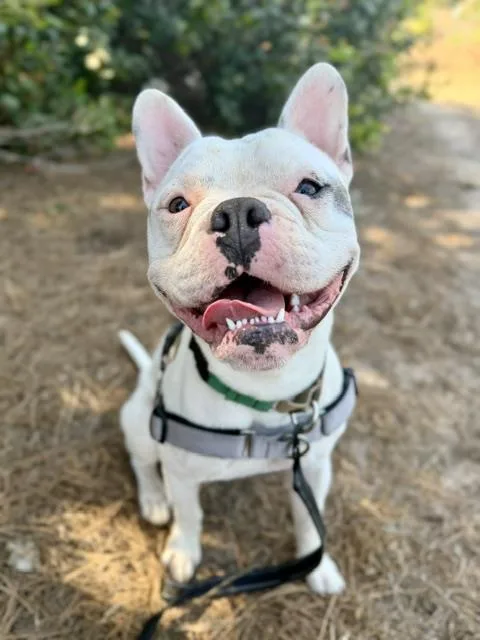 Georgie