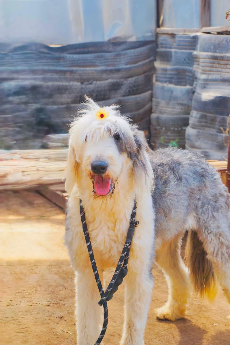 A young large-sized male Old English Sheepdog dog named Yang for adoption in San Diego, CA
