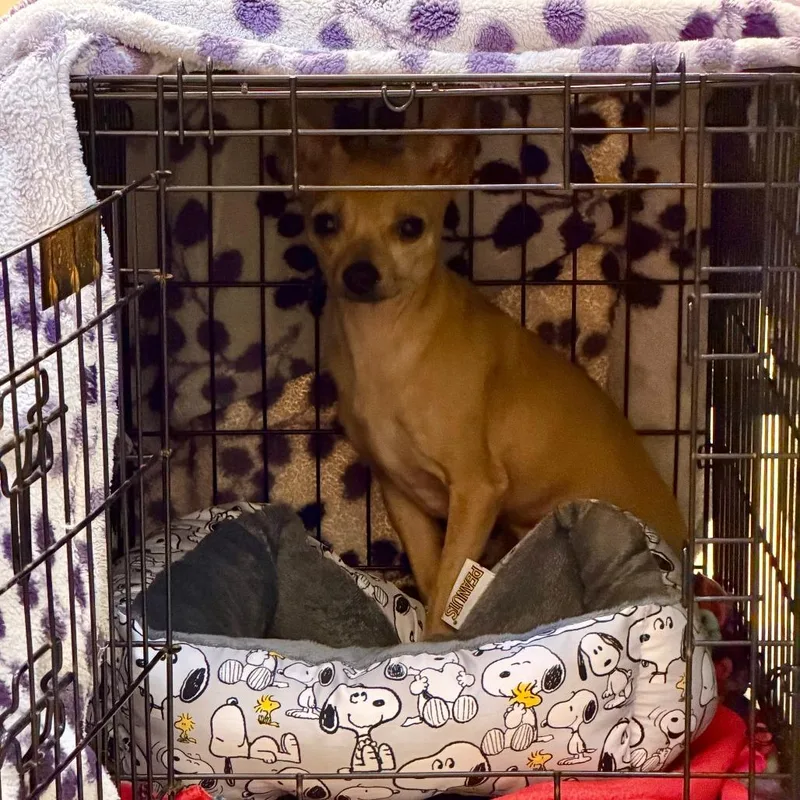 An adult small-sized male Yellow / Tan / Blond / Fawn Mixed Breed dog named Sushi for adoption in Fairport, NY