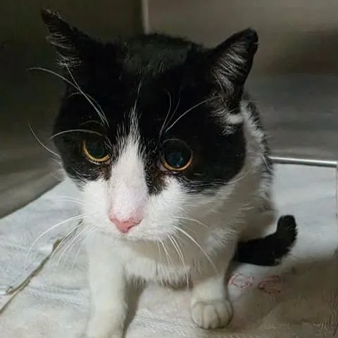 A senior medium-sized male White Domestic Short Hair cat named Bet for adoption in Washington, DC
