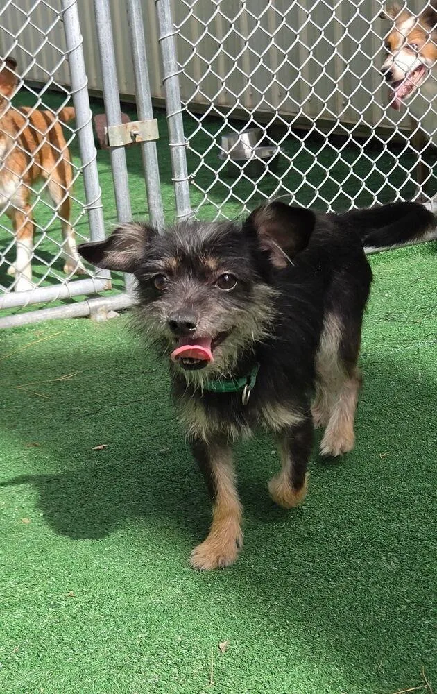 A young small-sized male Yorkshire Terrier dog named Pepe for adoption in Waterloo, IL