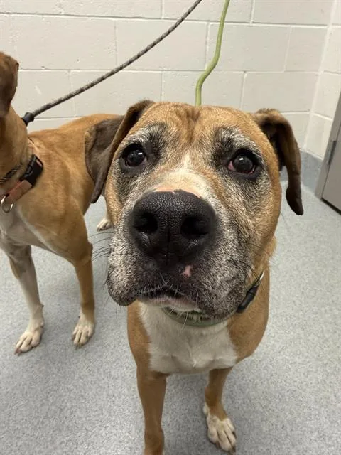 An adult large-sized female Pit Bull Terrier dog named Millie for adoption in Indianapolis, IN