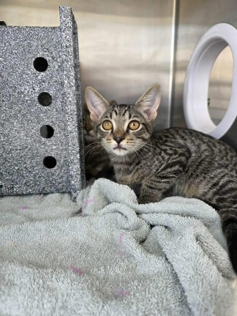 A baby medium-sized male Tabby (Buff / Tan / Fawn) Domestic Short Hair cat named Hugo for adoption in Umatilla, FL