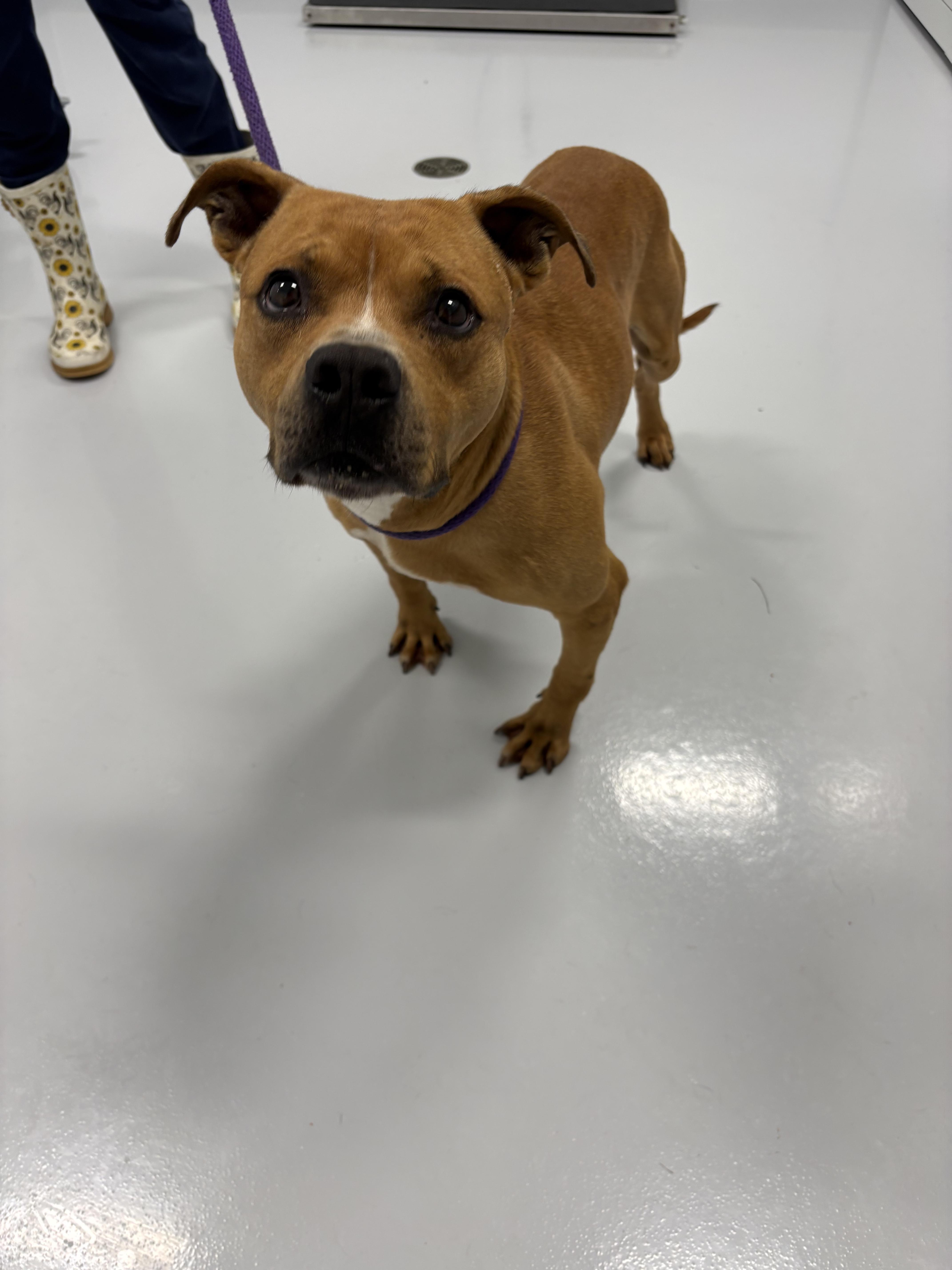 An adult medium-sized male Pit Bull Terrier dog named Franco for adoption in Kankakee, IL