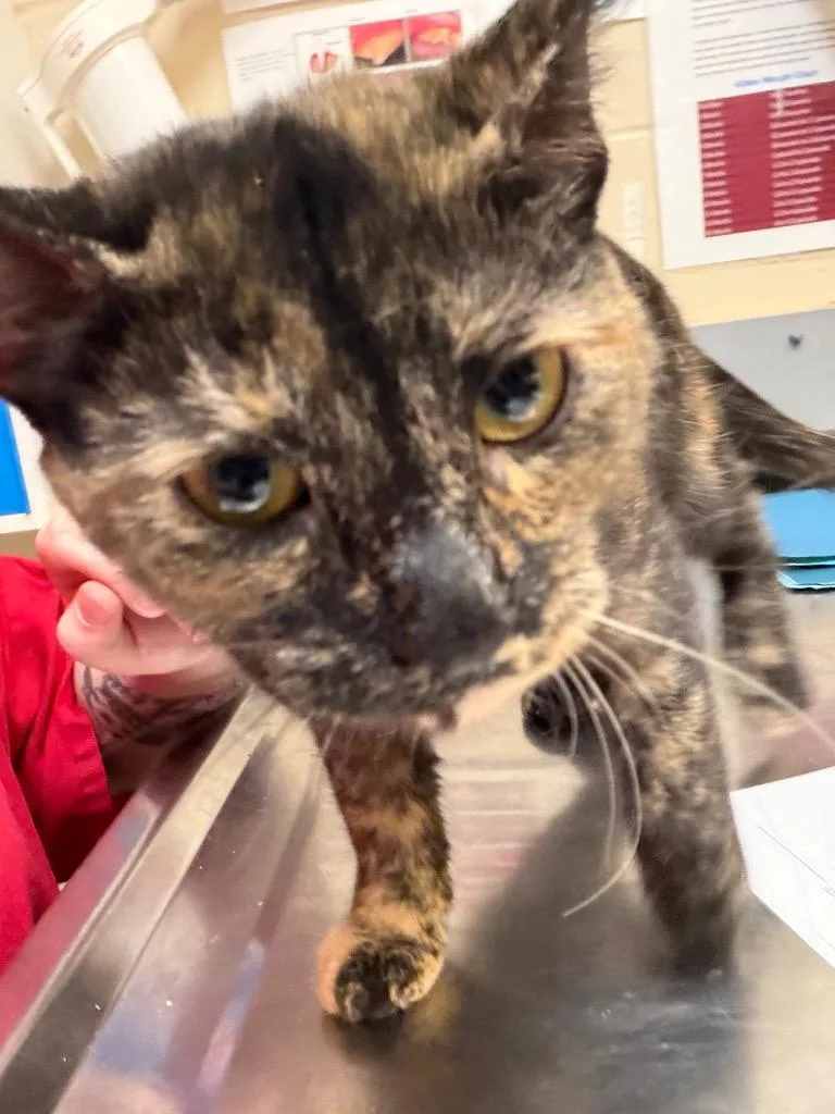 A young medium-sized female Domestic Short Hair cat named Guava for adoption in Wintersville, OH