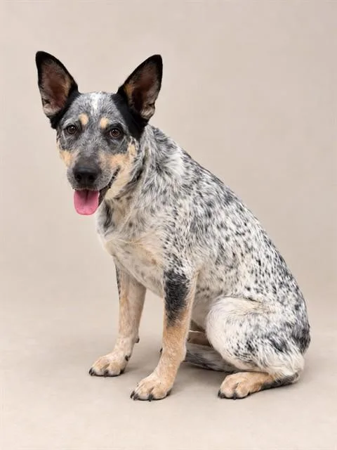 A young medium-sized female Australian Cattle Dog / Blue Heeler dog named Lexi for adoption in Lancaster, CA