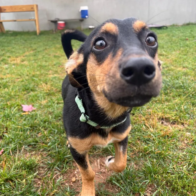 A young small-sized female Dachshund dog named Olive for adoption in Harrisonburg, VA