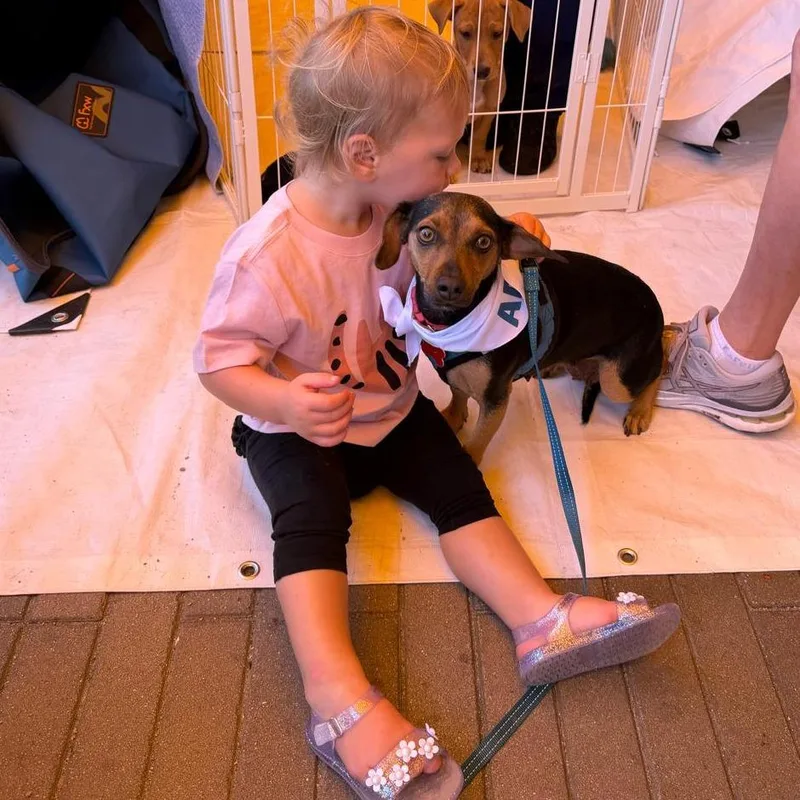 An adult small-sized female Black Dachshund dog named Roxie for adoption in San Diego, CA