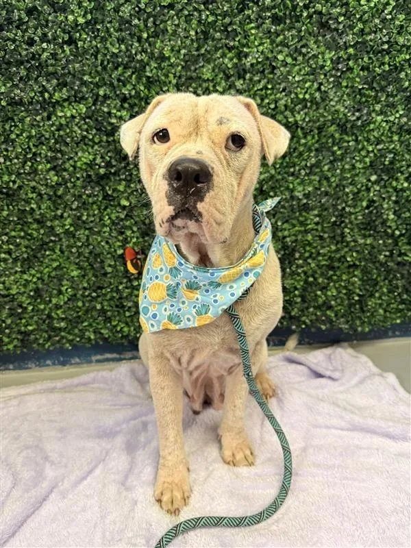 An adult large-sized female White / Cream Pit Bull Terrier dog named Gorda for adoption in Austin, TX