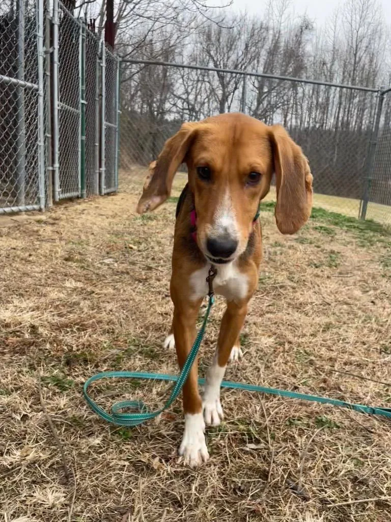 A young medium-sized male Hound dog named Indie for adoption in Mineral, VA