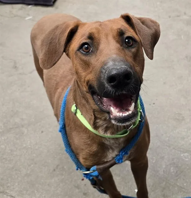 A young large-sized male Rhodesian Ridgeback dog named Spruce for adoption in Tucson, AZ