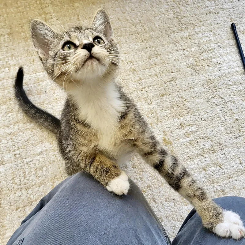 A baby small-sized male Tabby (Buff / Tan / Fawn) Domestic Short Hair cat named Doodad for adoption in Richmond, VA