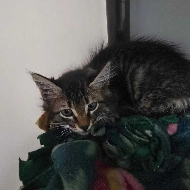 A baby small-sized female Brown / Chocolate Domestic Medium Hair cat named Jellyfish for adoption in Naples, FL