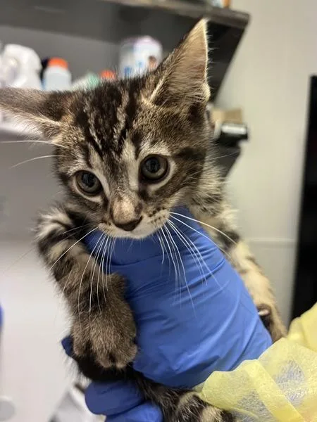 A baby small-sized male Domestic Short Hair cat named Gnocchi for adoption in Vallejo, CA