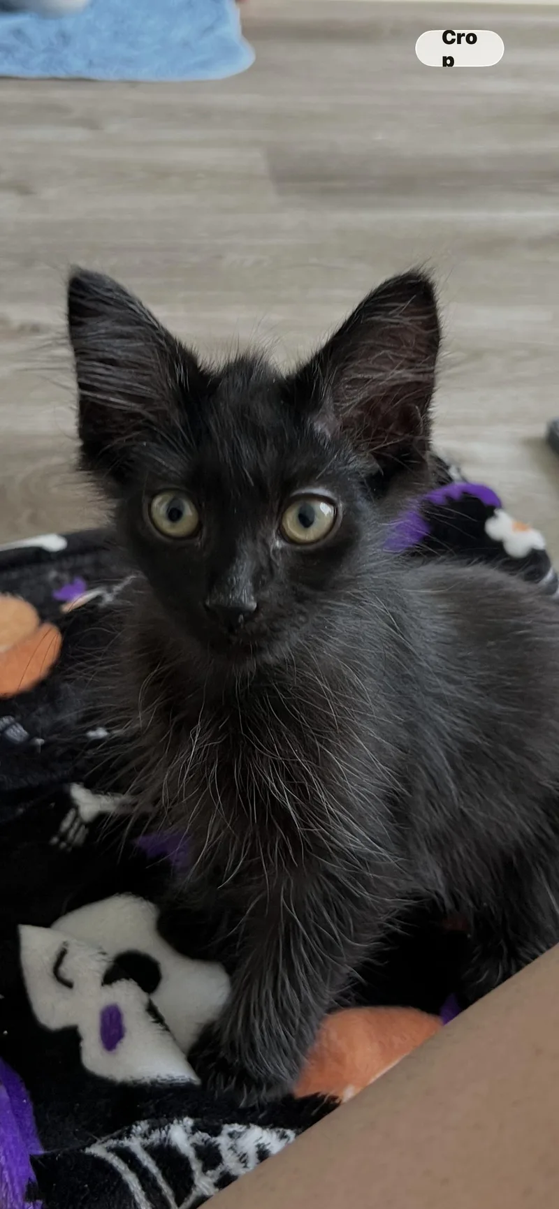 Ollie