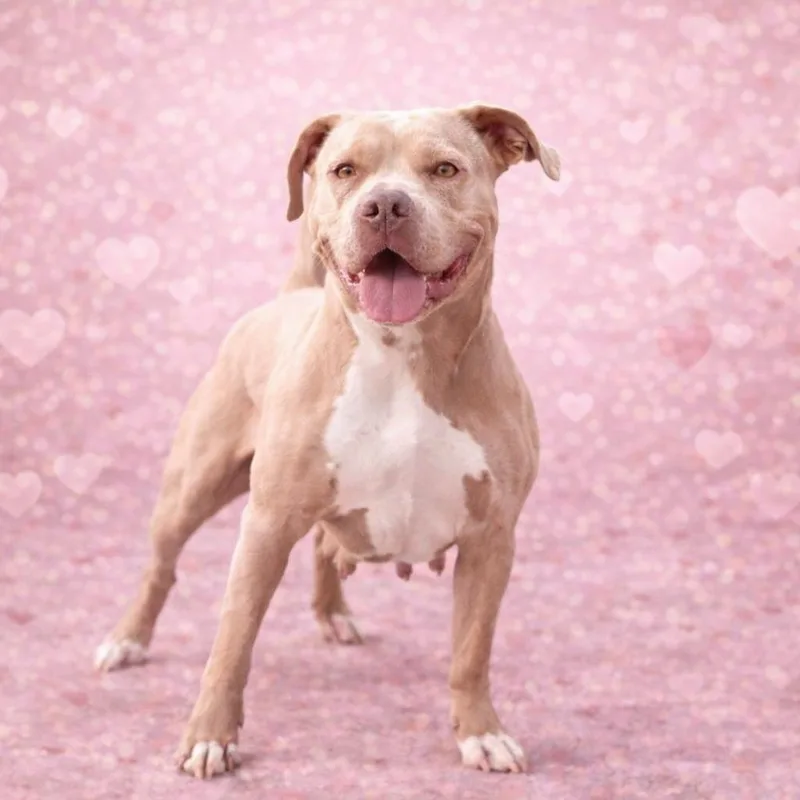 An adult medium-sized female Yellow / Tan / Blond / Fawn Pit Bull Terrier dog named Suzie for adoption in Justin, TX