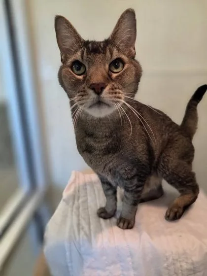 A senior medium-sized male Domestic Short Hair cat named Baxcalibur for adoption in Palm Coast, FL