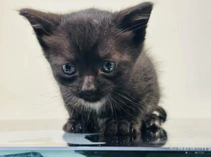 A baby small-sized male Domestic Short Hair cat named Skillet for adoption in West Chester, PA