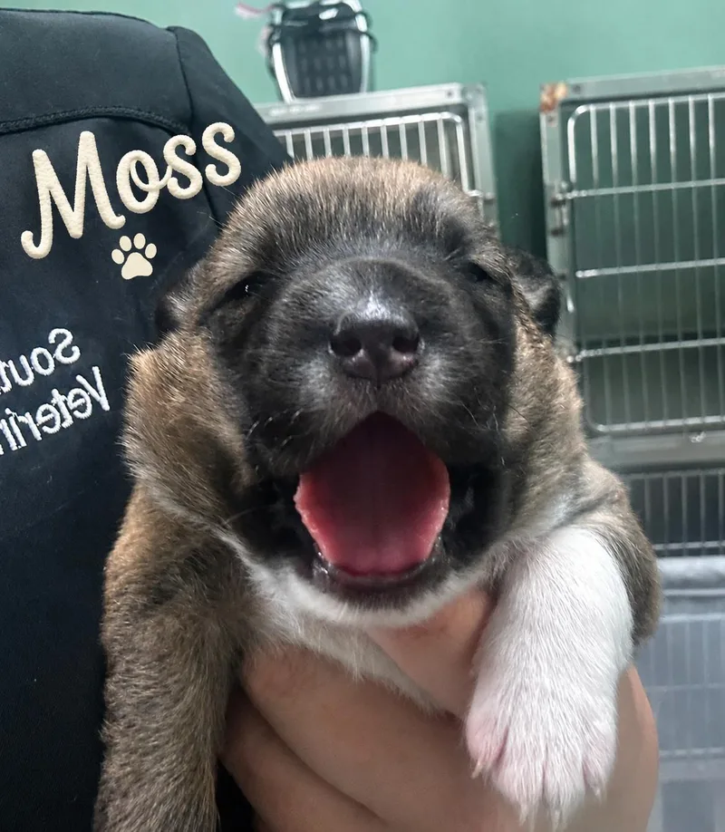 Puppy Moss Ready to