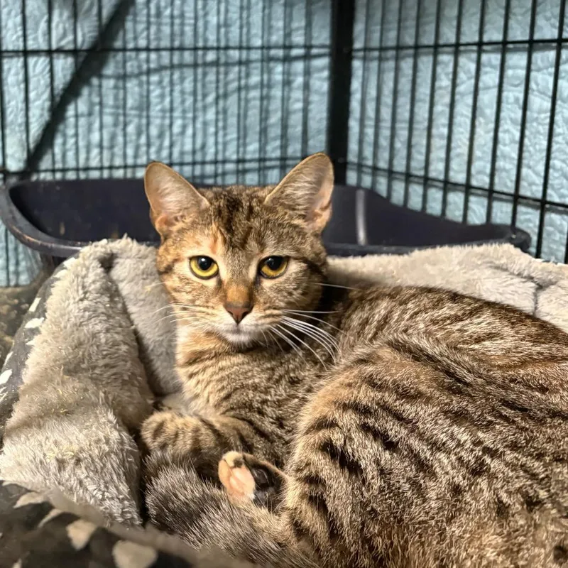 A young medium-sized female Gray / Blue / Silver Domestic Short Hair cat named Tiffany Staton for adoption in Fredericksburg, VA