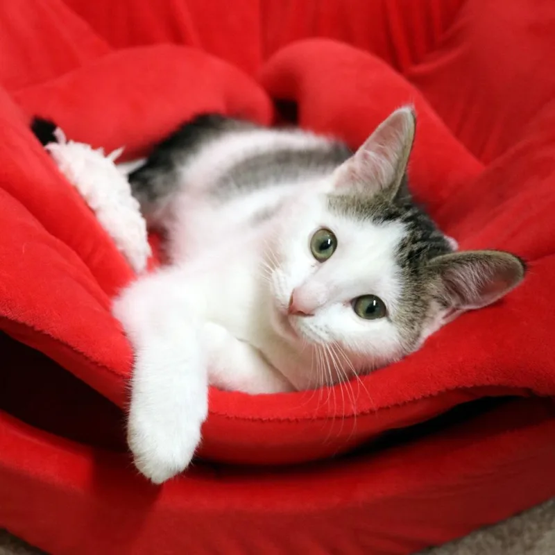 A baby small-sized female White Domestic Short Hair cat named Misty for adoption in FAIRWAY, KS