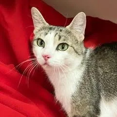 A young medium-sized female Tabby cat named Cirrus for adoption in Green Valley, AZ