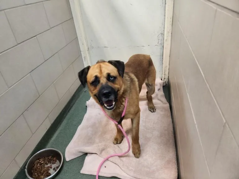 A young large-sized male Mixed Breed dog named A for adoption in Santa Fe, NM