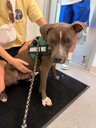 An adult medium-sized male Terrier dog named Bean for adoption in Daphne, AL