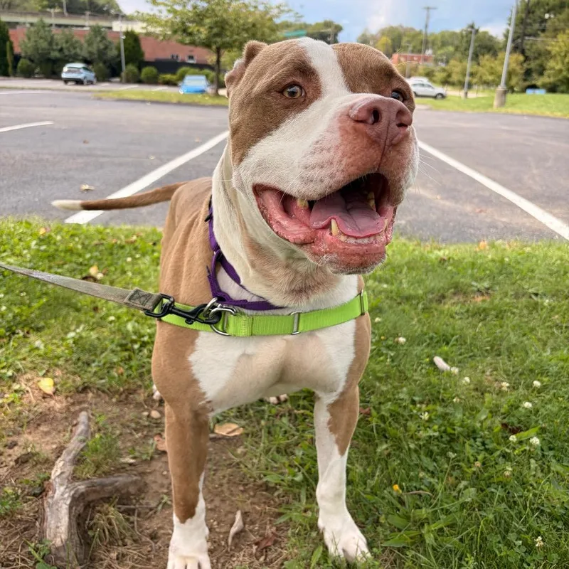 An adult medium-sized male Yellow / Tan / Blond / Fawn Mixed Breed dog named Mango for adoption in Pittsburgh, PA