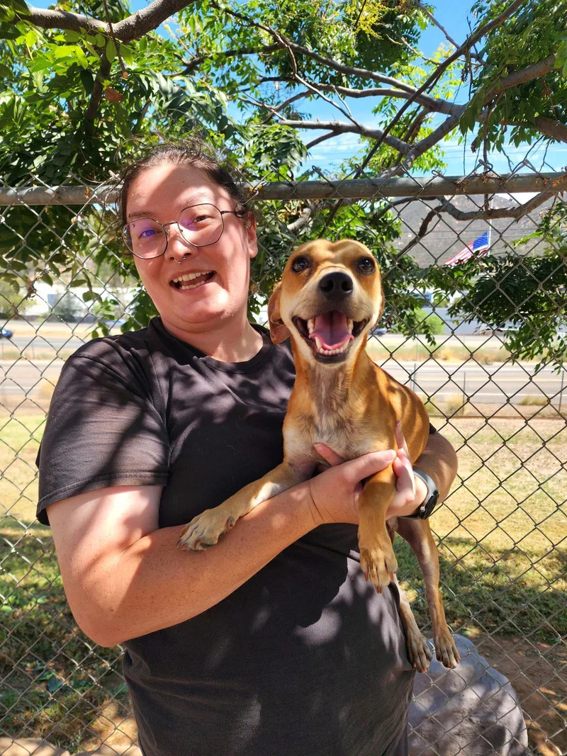 A young small-sized male Chihuahua dog named Tony for adoption in El Cajon, CA