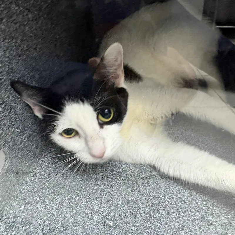 A young medium-sized female Black Domestic Short Hair cat named Lady for adoption in Newark, NJ